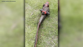 Wildlife trapper removes huge alligator from backyard near Miami