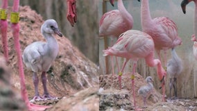 Video: Flamingo chicks are first ‘little fluffballs’ born at Dallas Zoo since 2016
