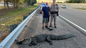 Gator captured on the Selmon Expressway