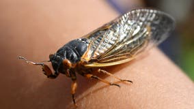 How loud do cicadas get?