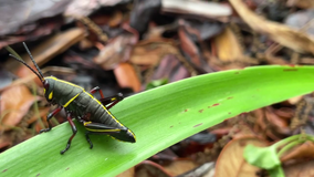 Large grasshoppers hatching, growing on Florida's Gulf Coast. Here's how you can protect your plants
