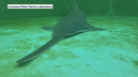 Mote rescues sawfish, scientists working to determine cause of sickness