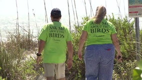 'Preserve the animals': Volunteer Bird Stewards help educate beach goers