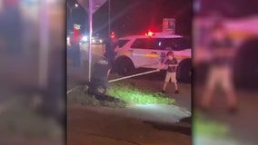 Video: Large alligator wrangled by child on Florida highway