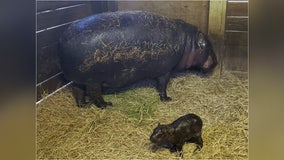 ZooTampa welcomes rare, endangered pygmy hippo