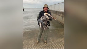 One-eyed pelican with broken wing rescued by Florida deputy
