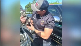 WATCH: Bradenton Police rescue scared kitten trapped underneath hood of car