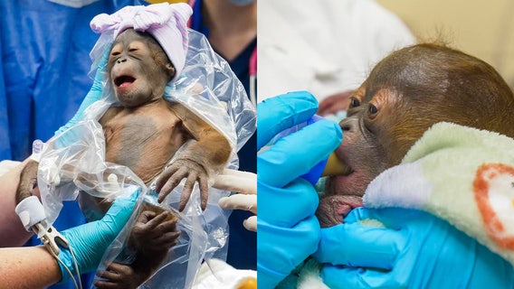 Busch Gardens welcomes critically endangered baby Bornean orangutan