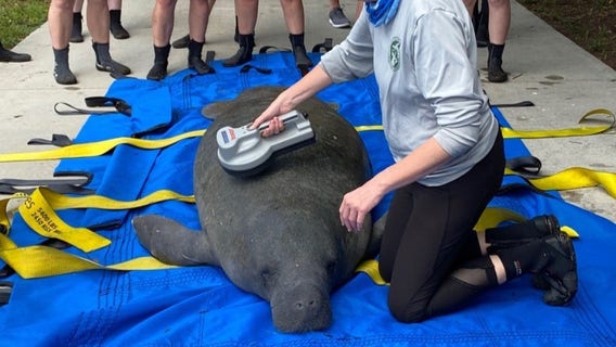 PHOTOS: Manatee called 'Flapjack' rescued in St. Petersburg, taken to SeaWorld