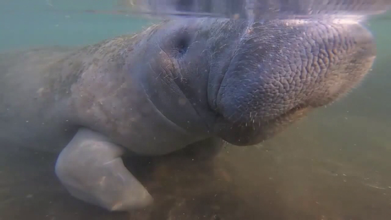 Manatee deaths on Nature Coast causing renewed worries