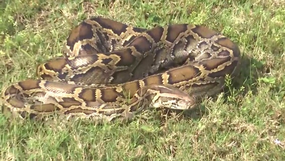 Florida's native snake population sees decline caused by invasive parasite: Researcher