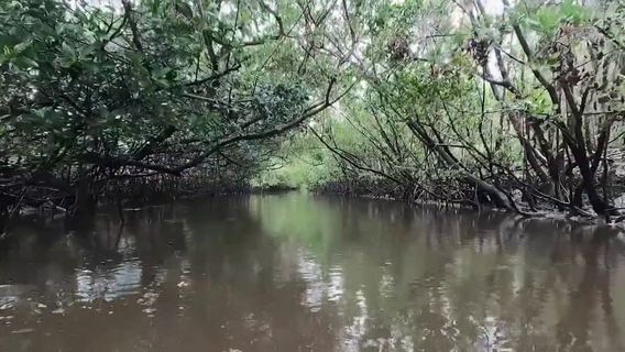 Bay Area sanctuary replenishing mangroves using grant money