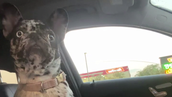 French bulldog stolen along Pinellas County street, owner hopes to find pet