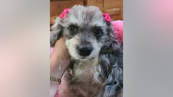 Dog's life saved thanks to Tampa non-profit