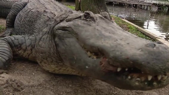 Florida gator mating season begins soon: Here’s what to know