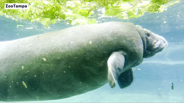 Beloved manatee, one of the oldest in Florida, dies at ZooTampa