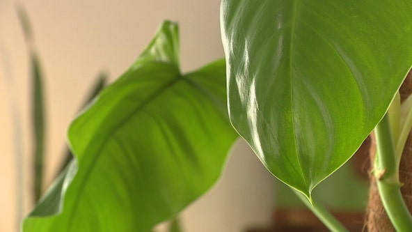 How houseplants can help boost your health and mood