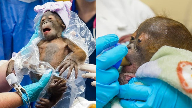 Busch Gardens welcomes critically endangered baby Bornean orangutan