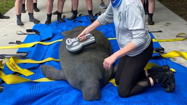 PHOTOS: Manatee called 'Flapjack' rescued in St. Petersburg, taken to SeaWorld