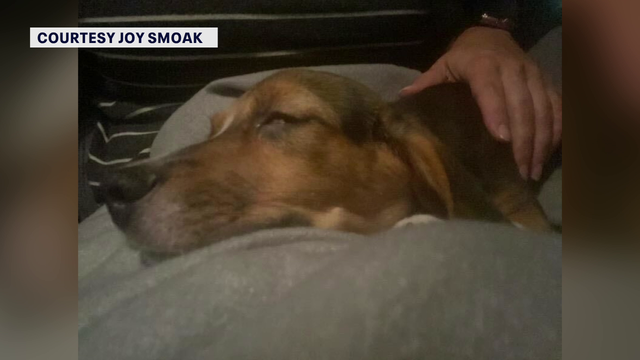 Pinellas County leaders weighing new regulations for pet stores