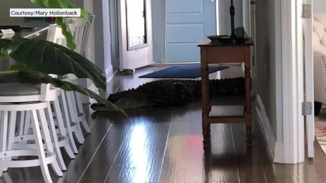 'He's all the way inside:' 911 call sheds light on seven-foot gator found in Venice home