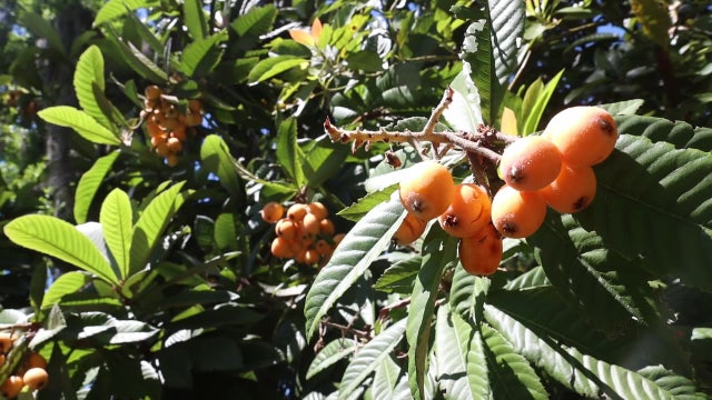 How to start a successful home garden