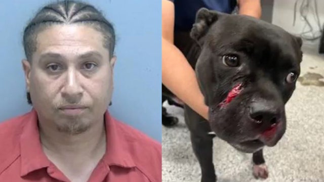 Florida man caught on camera shooting dog in face during argument over infidelity: LCSO