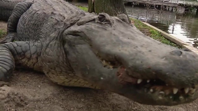 Florida gator mating season begins soon: Here’s what to know