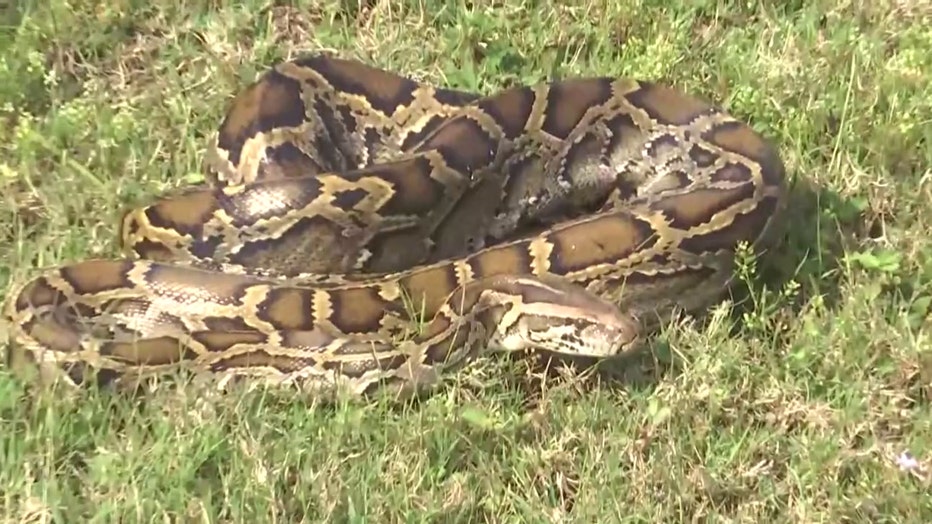 Florida's Native Snake Population Sees Decline Caused By Invasive ...