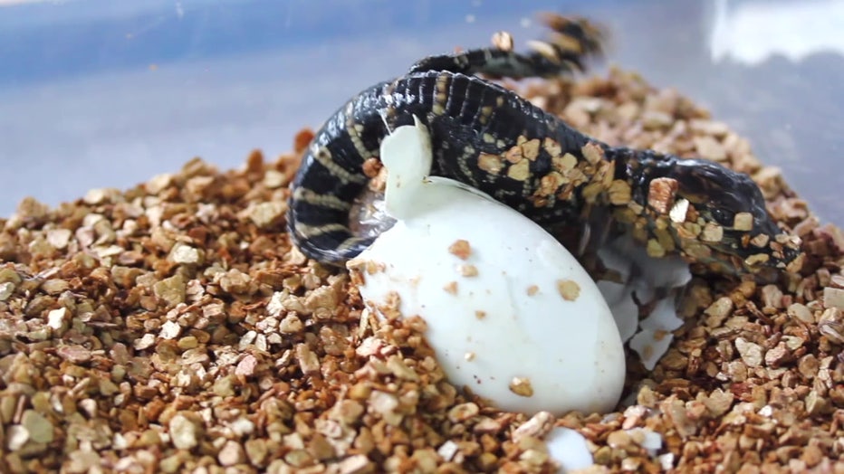 File: Gator hatches from egg