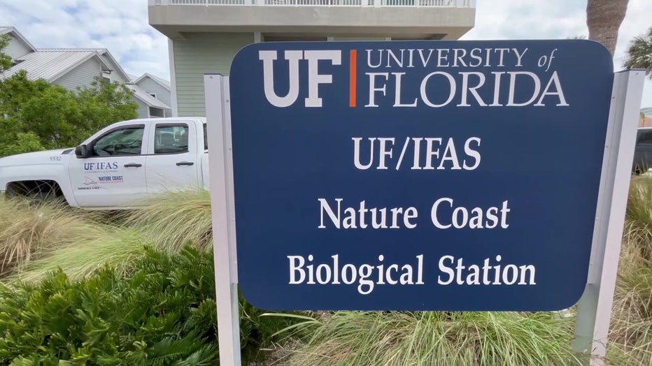 The University of Florida Nature Coast Biological Station in Cedar Key is committed to protecting them and the livelihoods of those who depend on it.