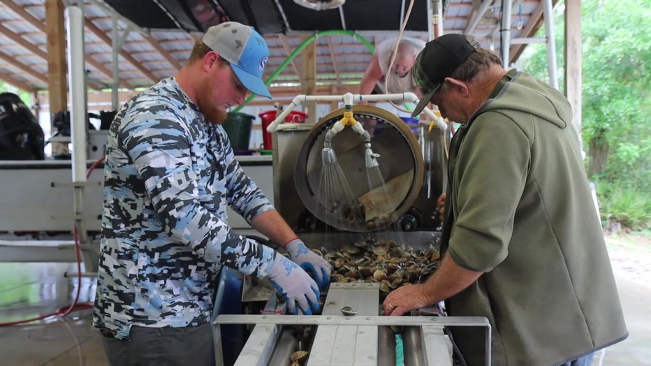 The biological station is working on oyster restoration.
