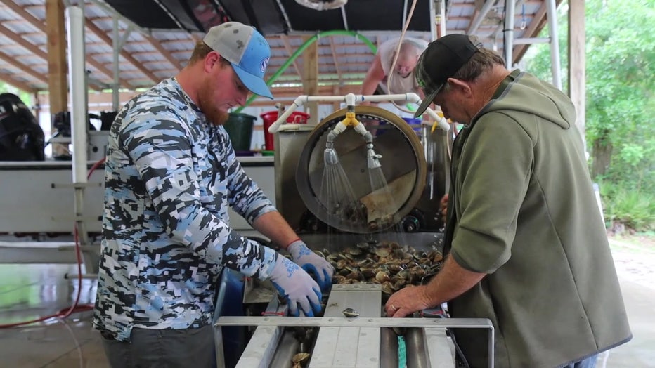 The biological station is working on oyster restoration. 