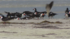 Audubon Florida warns beachgoers to avoid shorebirds Memorial Day weekend