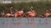 More than 100 wild flamingos counted in Florida, census shows
