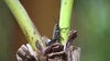 How to get rid of lubber grasshoppers in Florida yards