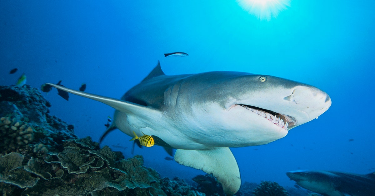 Florida named the shark attack capital of the world, again | FOX 13 ...
