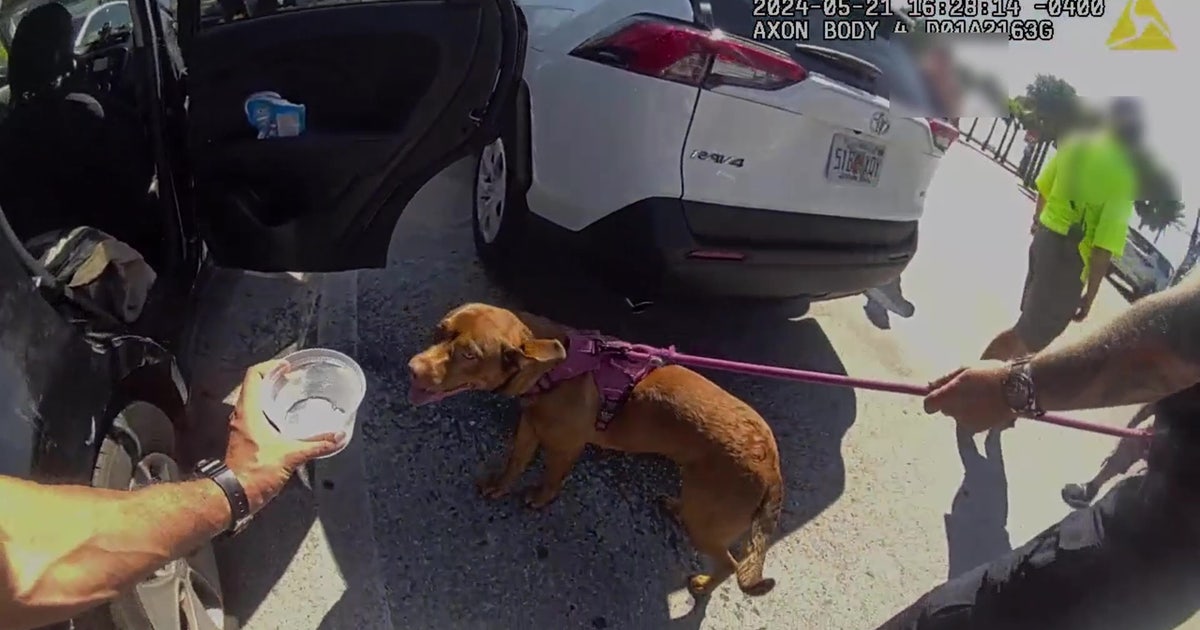 Video: Clearwater police smash window to rescue distressed dog from hot ...