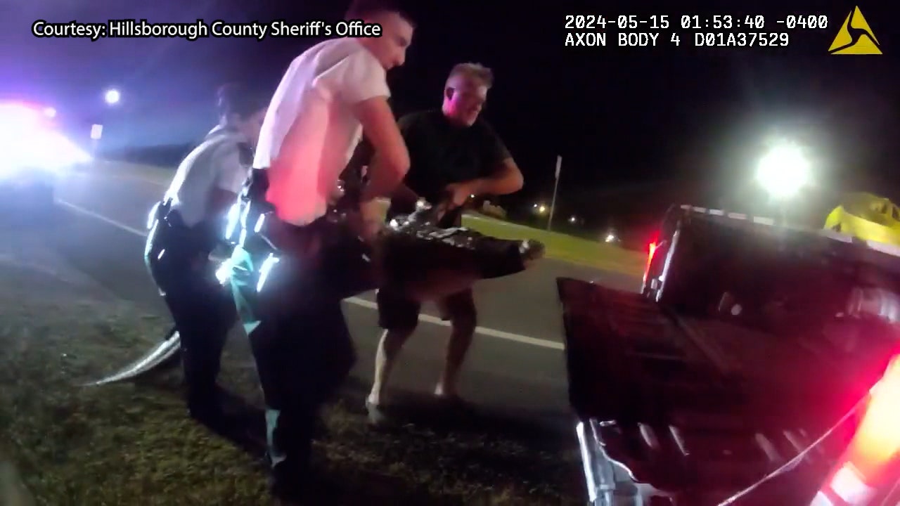 VIDEO: Large gator blocks road in Hillsborough County