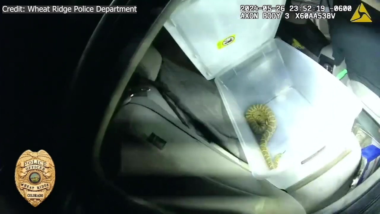 Video: Colorado police officer finds live rattlesnake during car search