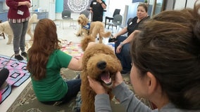 Bay Area teachers reducing stress with 'Hug-A-Dog' program