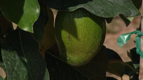 Florida avocado growers continue to battle 'laurel wilt disease'