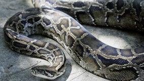 Florida Python Challenge registration opens