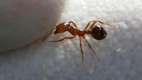 What can we learn from fire ants? Maybe a lot