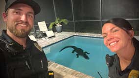 Gator caught taking a dip in Florida pool