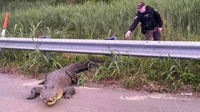 Alligator removed twice in single night from North Carolina highway