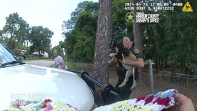 Video: Goat on the lam wrangled by Florida deputies after leading them on a chase