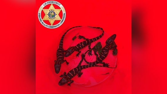 Suspected alligator poachers accused of stealing 4 hatchlings, killing adult reptile in Florida