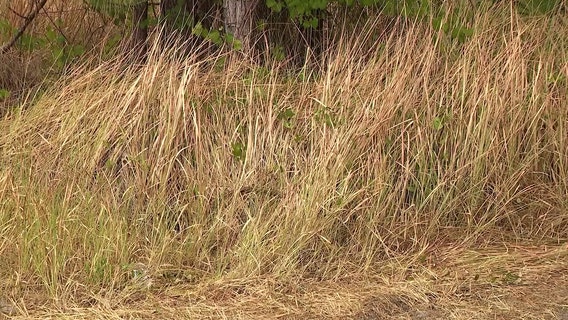 Sarasota County burn ban: What residents can do to help prevent major fires in drought conditions