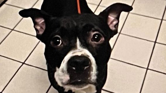 Dozens expected at 'Justice for Dexter' rally outside Pinellas County Courthouse on Monday